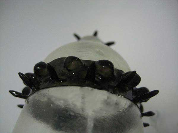 kadolin-image-g-000004