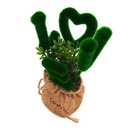 kadolin-image-g-002451